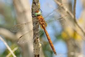 Attēlu rezultāti vaicājumam “Aeshna isoceles”