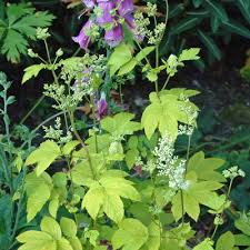 Attēlu rezultāti vaicājumam “Filipendula ulmaria  leaf”