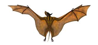 Attēlu rezultāti vaicājumam “Chiroptera”