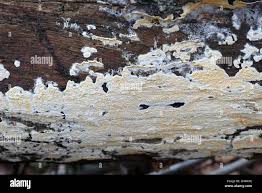 Attēlu rezultāti vaicājumam “Leucogyrophana mollusca”