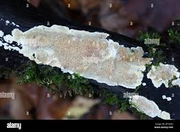 Attēlu rezultāti vaicājumam “Junghuhnia nitida”