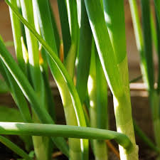 Résultat de recherche d'images pour "Allium fistulosum"