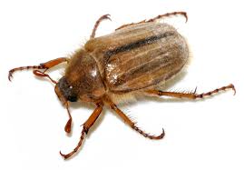 Attēlu rezultāti vaicājumam “Amphimallon solstitiale”