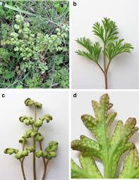 Attēlu rezultāti vaicājumam “Tranzschelia anemones”