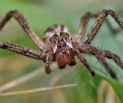 Attēlu rezultāti vaicājumam “Pisaura mirabilis female”