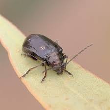 Attēlu rezultāti vaicājumam “Altica sp.”