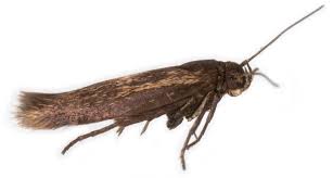 Attēlu rezultāti vaicājumam “Scythrididae”