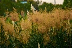 Attēlu rezultāti vaicājumam “Calamagrostis epigeios”