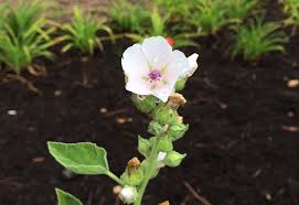 Image result for Althaea officinalis