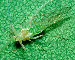 Attēlu rezultāti vaicājumam “Drepanosiphum platanoidis exuvia”