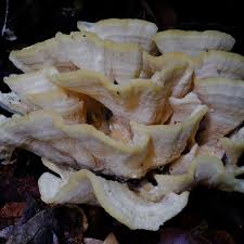 Attēlu rezultāti vaicājumam “Climacodon septentrionalis”