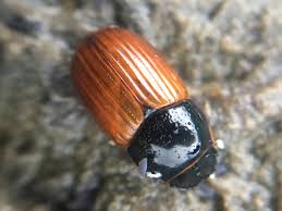 Attēlu rezultāti vaicājumam “Aphodius subterraneus imago”