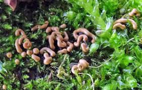 Attēlu rezultāti vaicājumam “Gulielmina vermicularis”