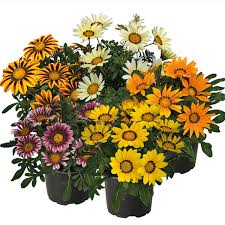 Image result for Gazanien