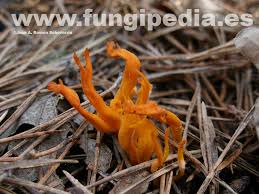 Attēlu rezultāti vaicājumam “Calocera viscosa”