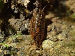 Attēlu rezultāti vaicājumam “Ligidium hypnorum”