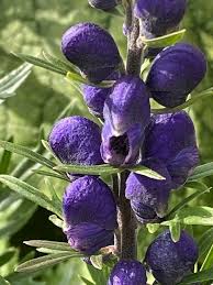 Image result for Aconitum napellus