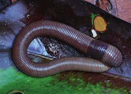 Attēlu rezultāti vaicājumam “Amaurochaete fusiformis macro”