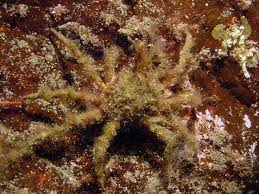Image result for Hyas araneus
