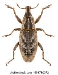 Attēlu rezultāti vaicājumam “Cleonis pigra”