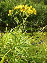 Attēlu rezultāti vaicājumam “Jacobaea paludosa”