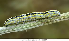 Attēlu rezultāti vaicājumam “Calophasia lunula”