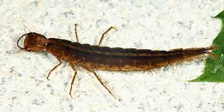 Attēlu rezultāti vaicājumam “Dytiscus sp. larva”