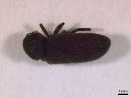 Attēlu rezultāti vaicājumam “Priobium carpini”