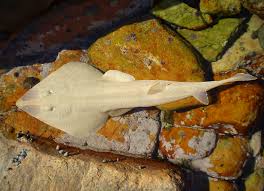 Image result for Acroteriobatus annulatus