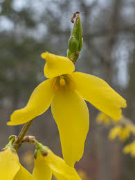 Attēlu rezultāti vaicājumam “Forsythia intermedia”