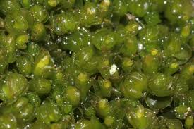 Attēlu rezultāti vaicājumam “Mylia anomala”