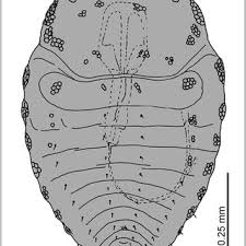 Attēlu rezultāti vaicājumam “Schizolachnus pineti”
