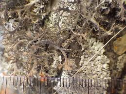 Attēlu rezultāti vaicājumam “Anaptychia ciliaris”