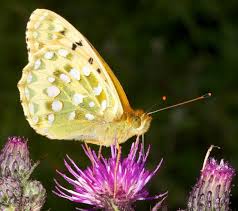 Attēlu rezultāti vaicājumam “Argynnis aglaja upperside”