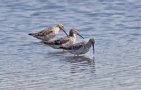 Image result for Calidris himantopus