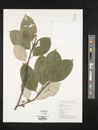 Attēlu rezultāti vaicājumam “Celastrus flagellaris”