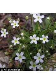 Attēlu rezultāti vaicājumam “Androsace septentrionalis”