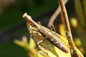 Attēlu rezultāti vaicājumam “Heteroptera”