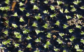 Attēlu rezultāti vaicājumam “Ricciocarpos natans”