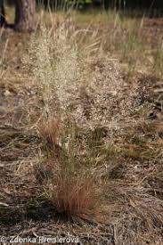 Attēlu rezultāti vaicājumam “Corynephorus canescens fruit”