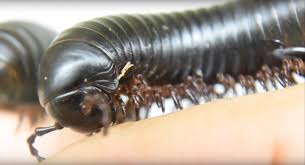 Attēlu rezultāti vaicājumam “Diplopoda”