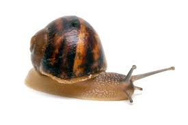 Attēlu rezultāti vaicājumam “Helicidae”