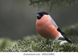 Attēlu rezultāti vaicājumam “Pyrrhula pyrrhula”