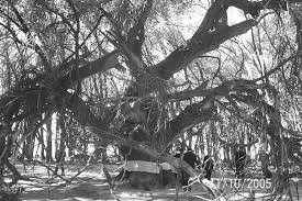 Attēlu rezultāti vaicājumam “Populus x petrowskyana”