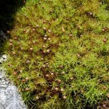 Attēlu rezultāti vaicājumam “Bartramia pomiformis”