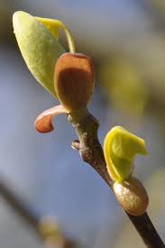 Attēlu rezultāti vaicājumam “Liriodendron tulipifera bud”