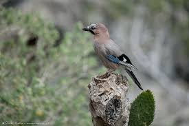 Attēlu rezultāti vaicājumam “Garrulus glandarius adult”