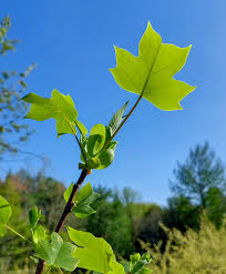 Attēlu rezultāti vaicājumam “Liriodendron tulipifera leaf”