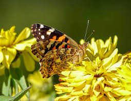 Attēlu rezultāti vaicājumam “Vanessa cardui upperside”