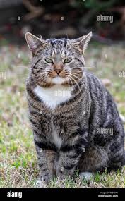 Attēlu rezultāti vaicājumam “Felis silvestris catus”